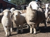 PFR 673 and 674 -twin ewes