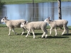 Three BFL lambs