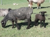 PFR 707 and mom