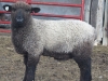 PFR 670 - ram lamb
