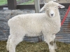 PFR 677 - twin ewe lamb