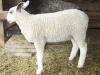 PFR 701 - Twin ram lamb