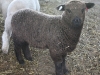 PFR 668 - twin ewe lamb