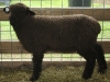 PFR 669 - Twin ram lamb