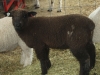 pfr672-april32
