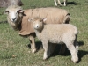 PFR 675 (twin ewe lamb) and mom