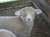 PFR 678 - Twin ewe lamb