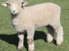 PFR 682 - Twin ewe lamb