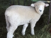 PFR 685 - Single ram lamb
