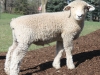 PFR 688 - Twin ram lamb