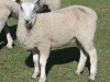 PFR 691 - triplet ewe lamb