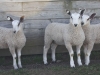 Three BFL lambs