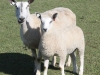 PFR 693 (twin ram lamb) and mom