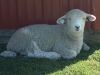 PFR 694 twin ewe lamb