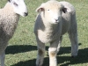 PFR 695 twin ewe lamb