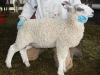 PFR 696 - twin ram lamb