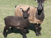 PFR 698 - twin ewe lamb