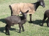 PFR 699 and mom