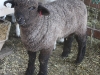 PFR 703 - single ram lamb