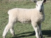 PFR 704 - Single ewe lamb