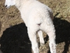 PFR  705 - Twin ewe lamb