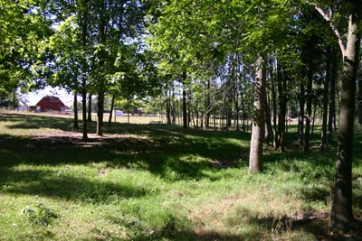 The West Woods