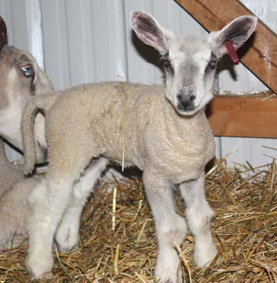 PFR 625, ewe lamb, at 2 days