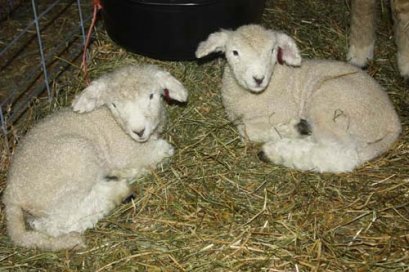 PFR 630 and 631, ewe lambs