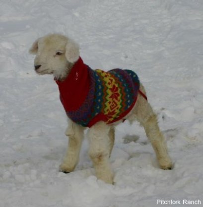 Warm orphan lamb
