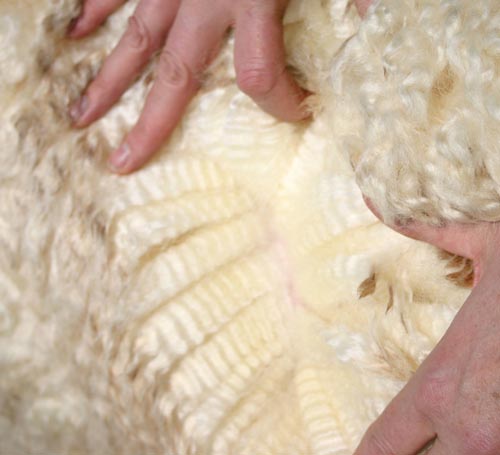 Romney Sheep Wool