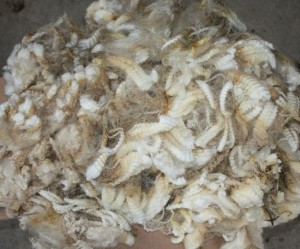 White Romney fleece from "Peggy Sue"