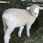 PFR 685