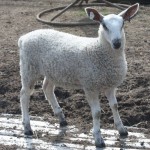 PFR 690