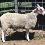 PFR 736 AI (click for more info) PFR 736 AI