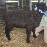 PFR 796 (Romney X BFL) (click for more info) PFR 796 (Romney X BFL)