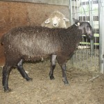 PFR 794 (click for more info) PFR 794