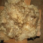 Edna - Teeswater / BFL cross Edna - Teeswater / BFL cross