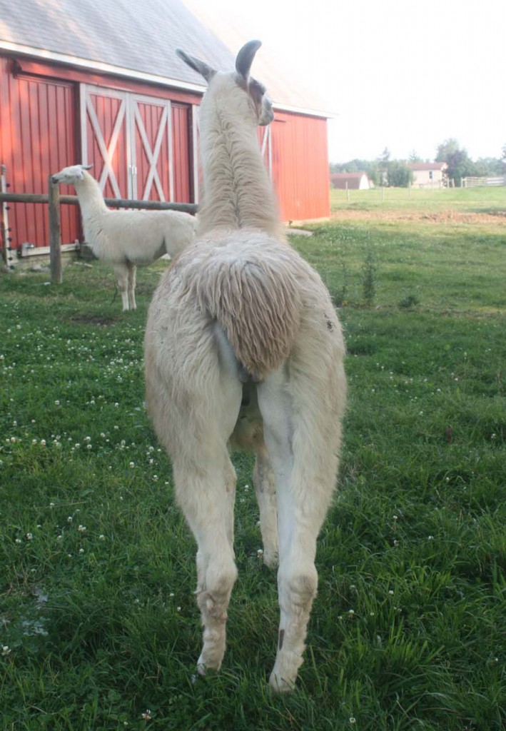 Pino Rear