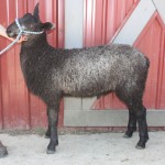 PFR 899 (click for more info) PFR 899