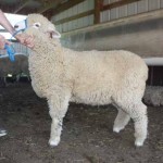 PFR 967 (click for more info) PFR 967