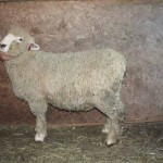PFR 970 (click for more info) PFR 970