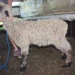 PFR 980 (click for more info) PFR 980