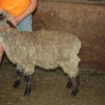 PFR 981 (click for more info) PFR 981