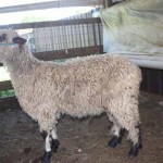 PFR 982 (click for more info) PFR 982