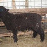 PFR 989 (click for more info) PFR 989