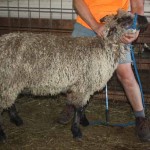 PFR 991 (click for more info) PFR 991