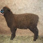 PFR 993 (click for more info) PFR 993