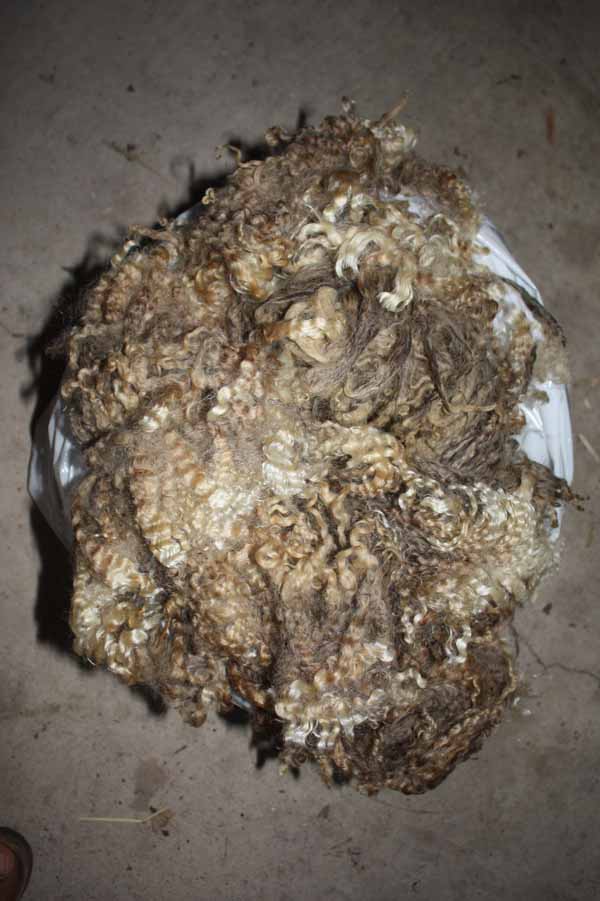 PFR 949 (High percentage Teeswater) PFR 949 (High percentage Teeswater)