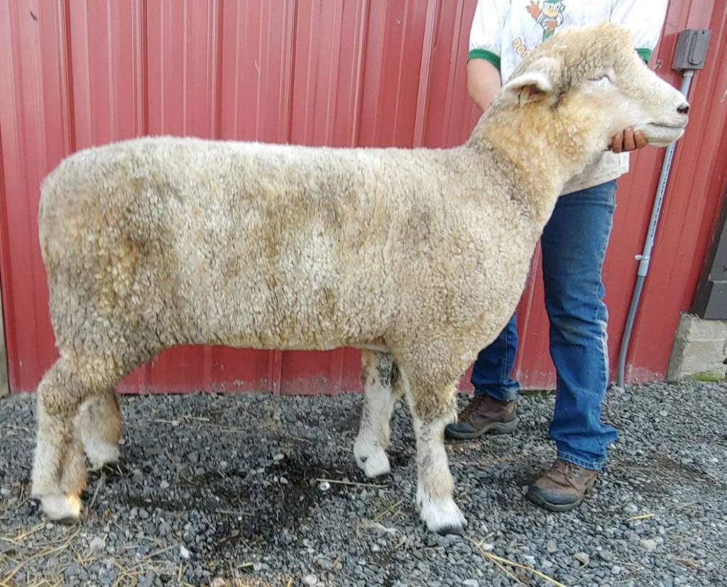 PFR 924