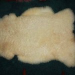 256 B Teeswater lamb 256 B Teeswater lamb